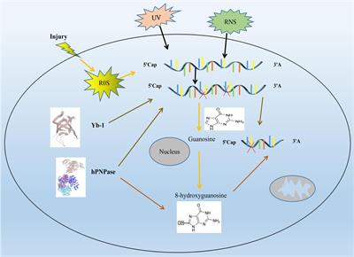 Recent Advances: Molecular Mechanism of RNA Oxidation and Its Role in Various Diseases